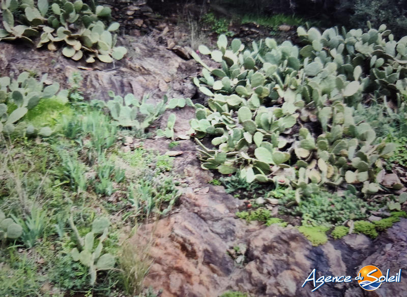 Terrain agricole - 4 000 m²