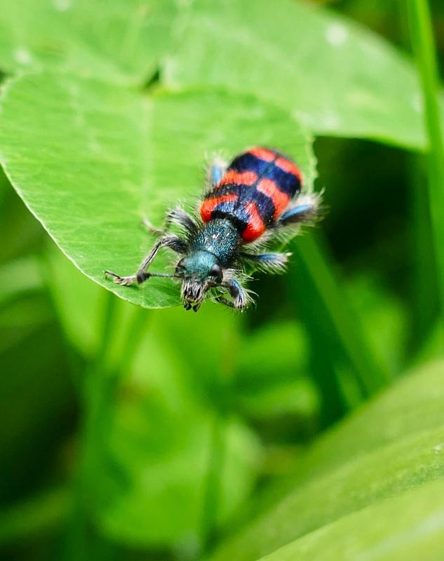 Macro photos de petites bêtes