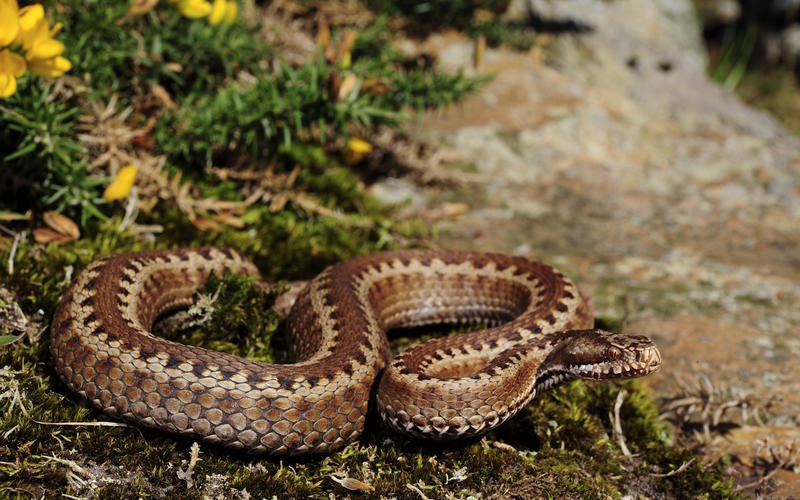 Sortie nature Cpie Pays Basque : "Vipère de Séoane, serpent du Pays basque"