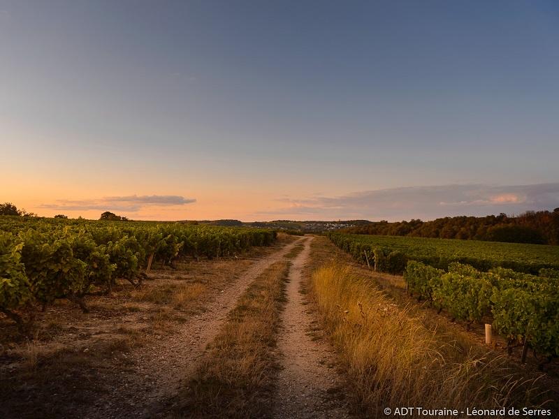 Dans les vignes au crépuscule