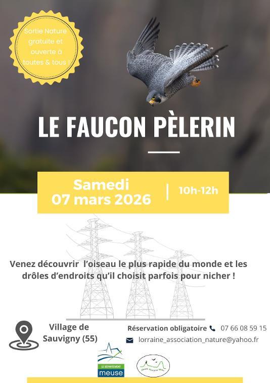 Sortie nature - Faucon pèlerin