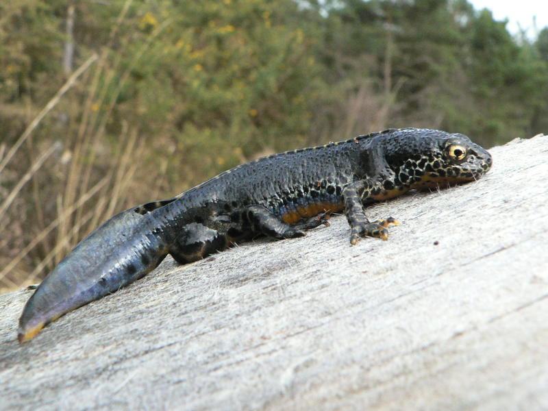 Sortie nature - à la découverte des mares de la forêt d'Arques, animation à 2 voix