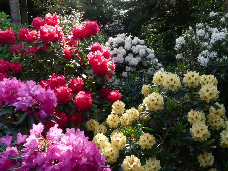 Visite guidée du Clos des sequoias