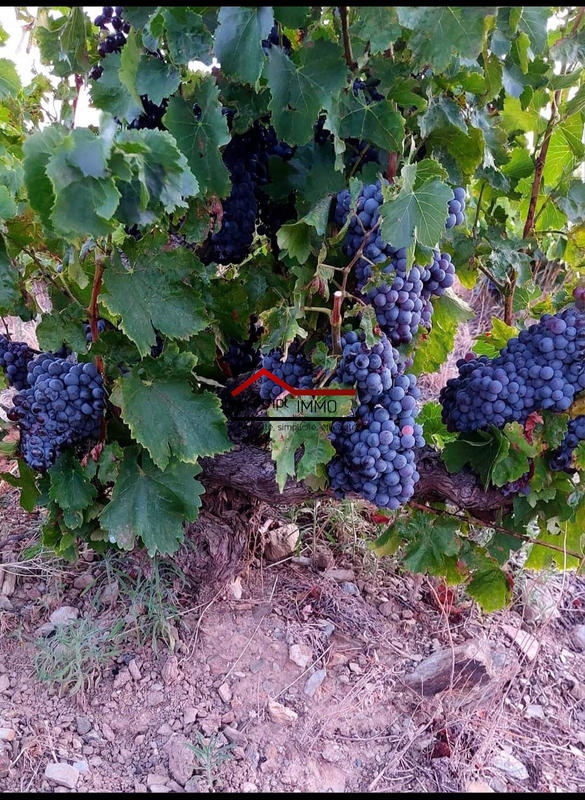 Terrain agricole - 48 000 m²