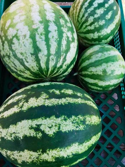 Les légumes bio du chemin des Clapiers