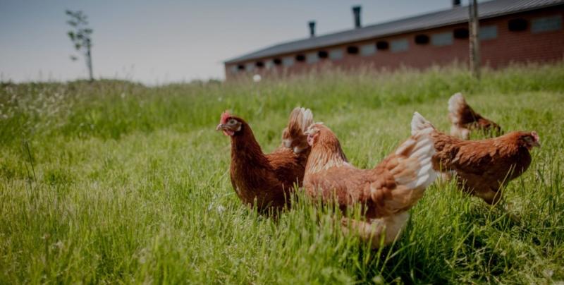 Poulet Néron - Nathalie Néron