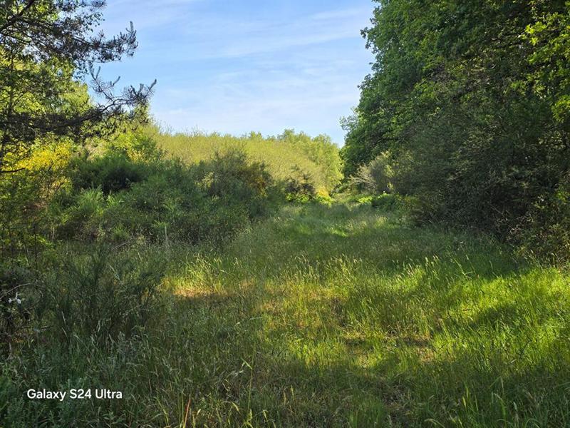 Terrain - 231 782 m²