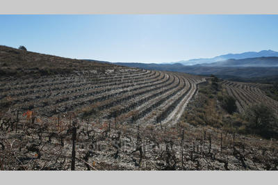 Terrain agricole - 11 020 m²