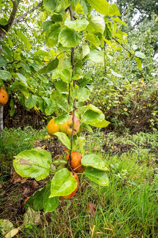 Maison ancienne - 223 m² - 6 pièces