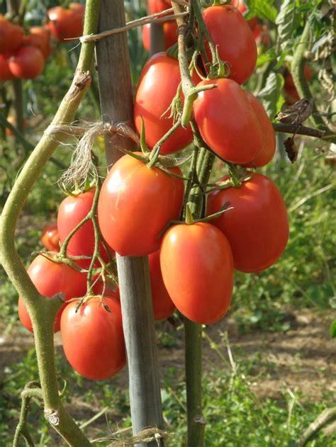 Jardins de Tomates