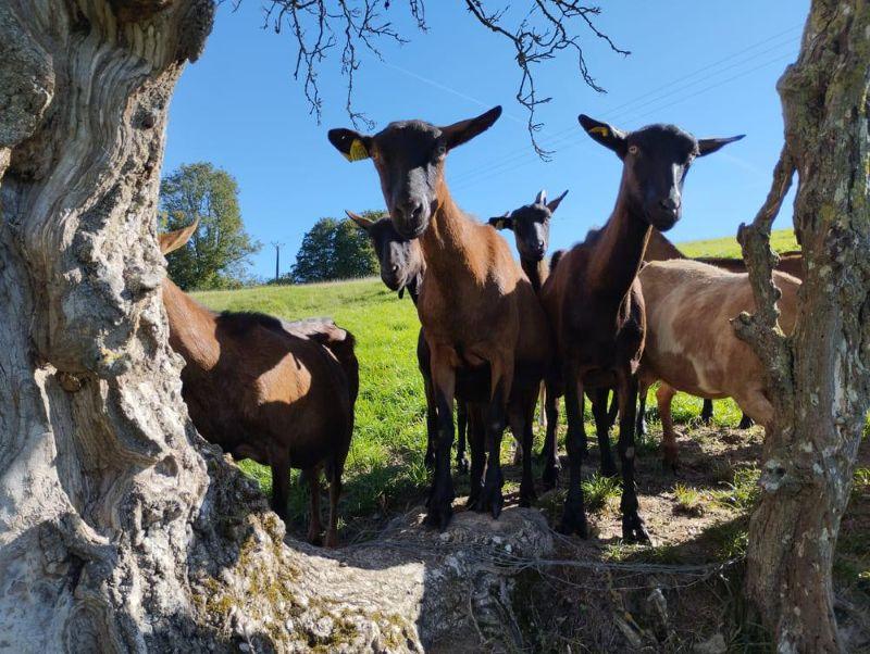 Balade gourmande aux Authieux du Puits