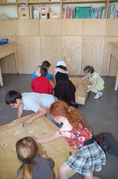 Que nous racontent les fossiles