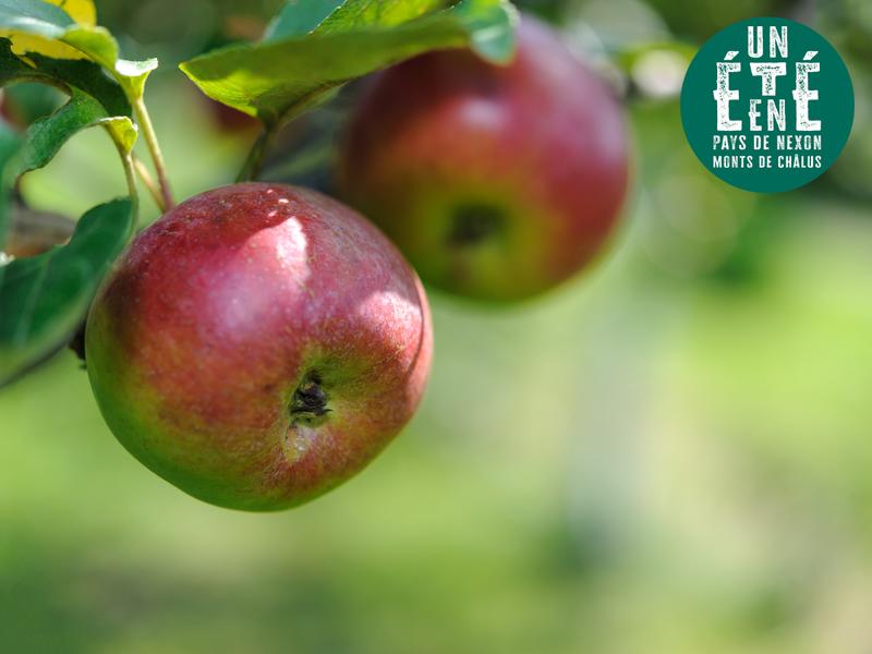 À la rencontre des producteurs - la pépinière des racines pour demain
