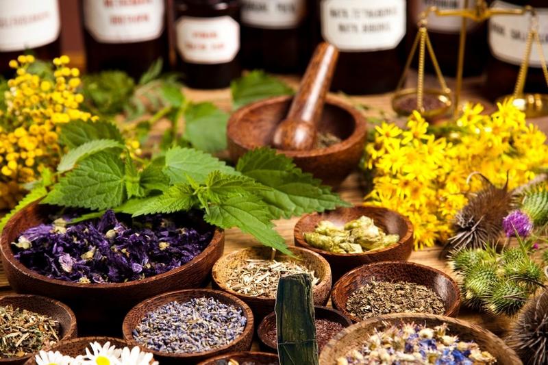 Conférence : les plantes qui soignent