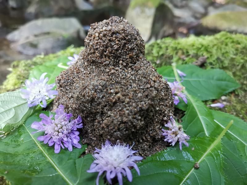 Conférence : Terre-Mère