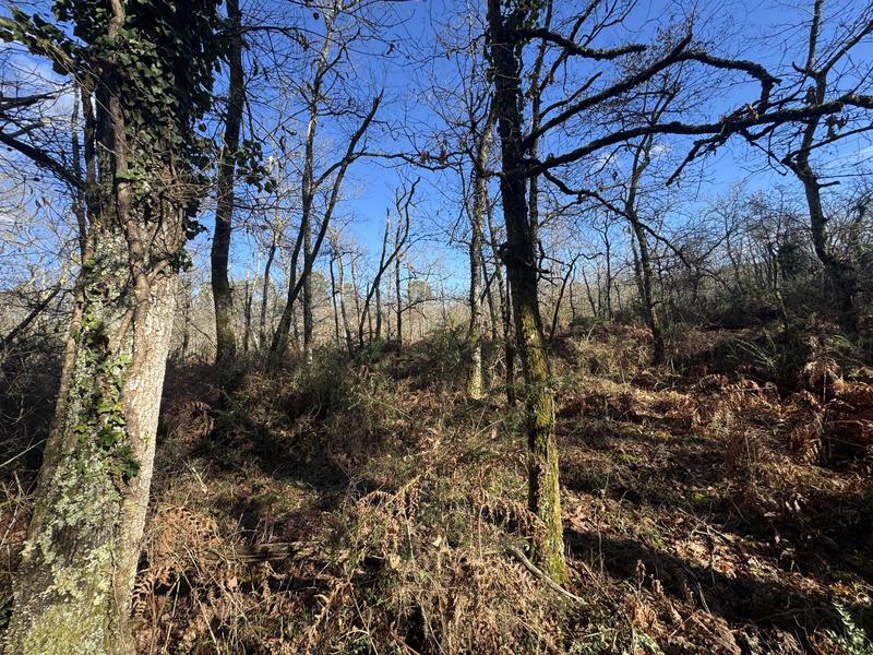 Terrain - 96 131 m²