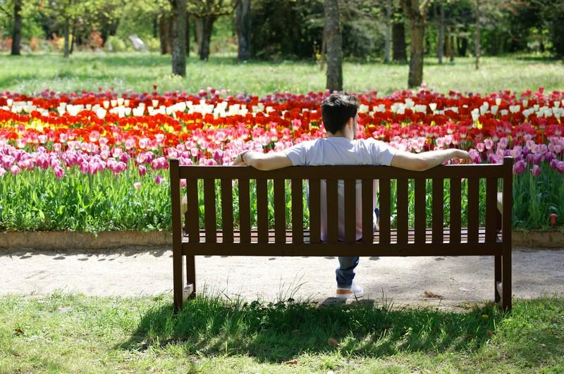 Jardins des Tulipes du château de Cheverny