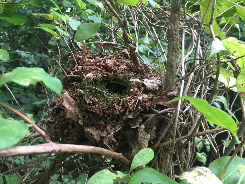 Balade sur la piste de l'écureuil