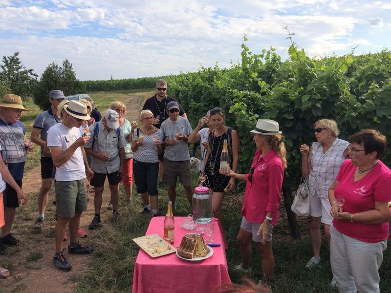 Verres à pied : découverte du vignoble