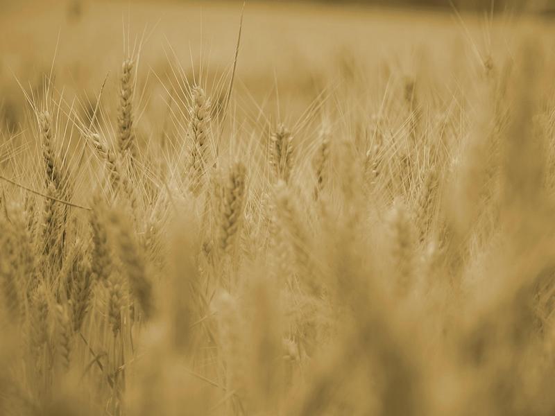 L'Abc du Haut-Minervois - Agriculture et Nature
