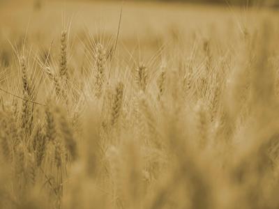 L'Abc du Haut-Minervois - Agriculture et Nature