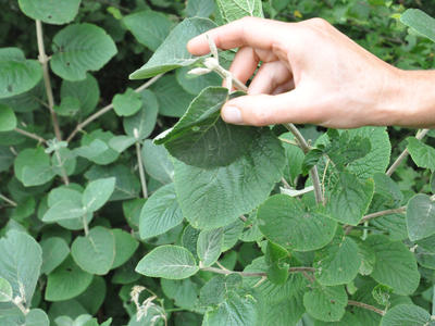Découverte des plantes sauvages