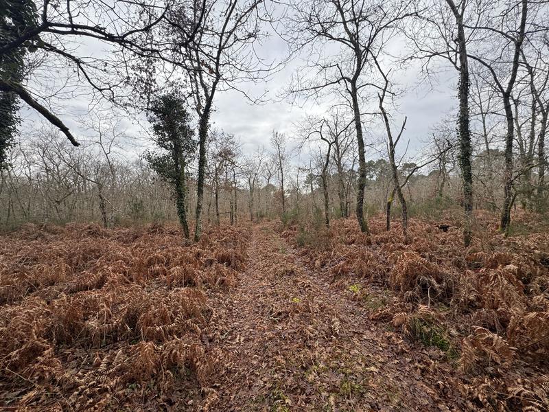 Terrain - 96 131 m²