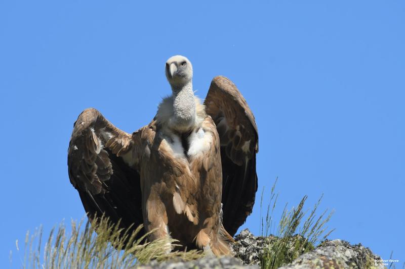 Sortie nature Cpie Pays Basque : "Les rapaces du Pays basque"