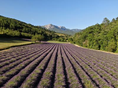 Distillerie des 4 Vallées
