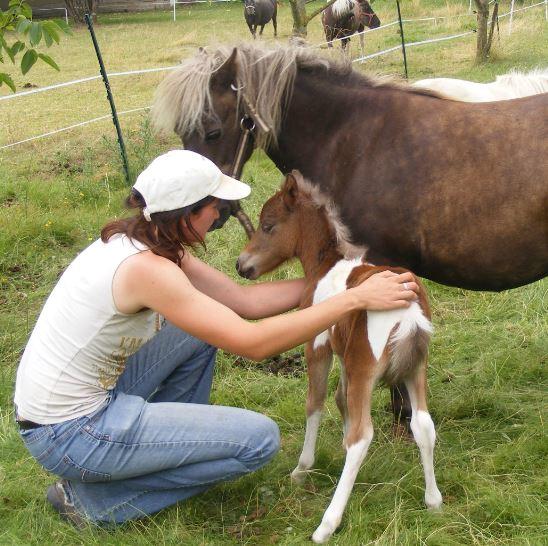 Rencontre avec les poulains miniatures