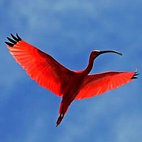 Elsa Prohom - Cabinet Terra Humana