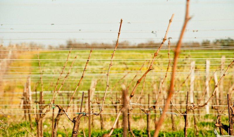 Propriété viticole - 920 m² - 4 pièces