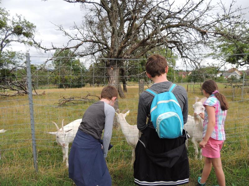 Atelier : les animaux de la ferme