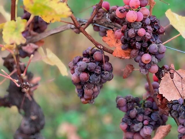 Cave de Noël : les secrets des vendanges tardives