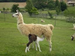 La Ferme Animalière du Touron