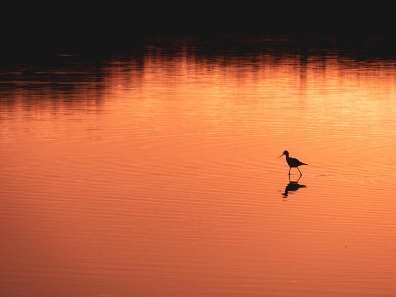 Sortie crépusculaire à Terres d'Oiseaux
