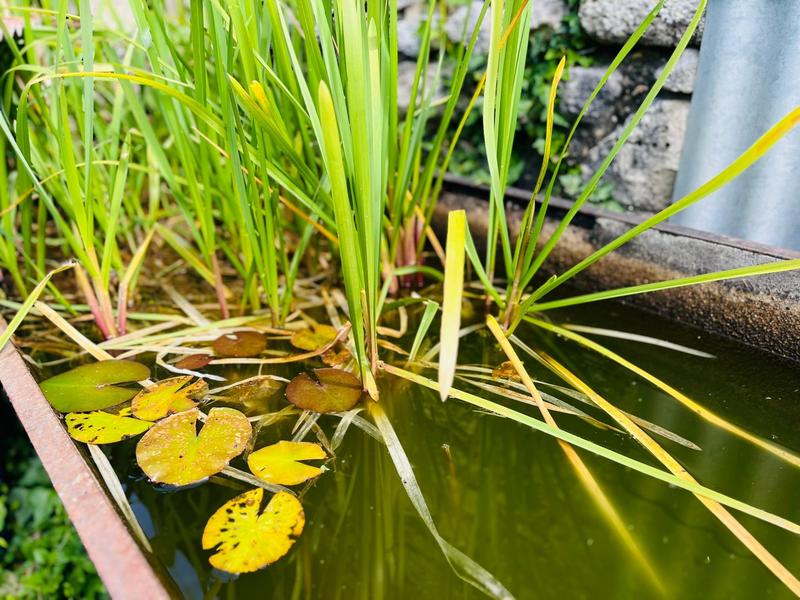 Maison ancienne - 183 m² - 7 pièces