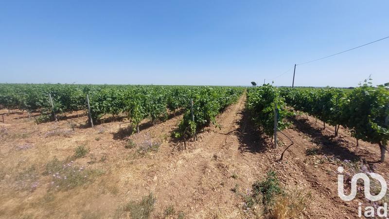 Terrain - 10 954 m²