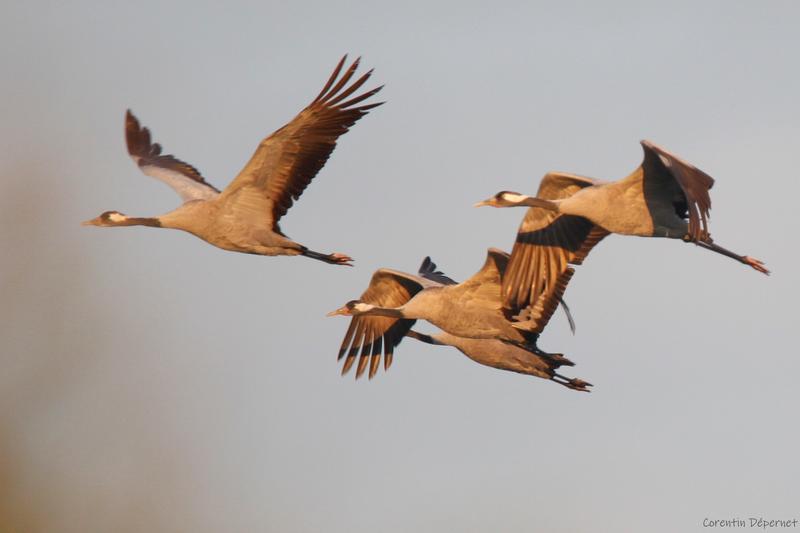 Le lever des grues cendrées