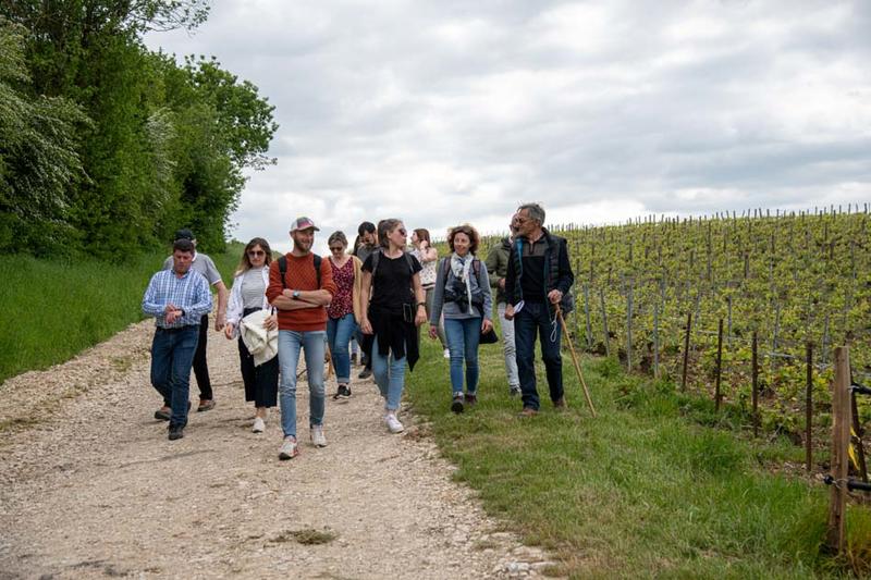 Vignobles en Scène - Balade Vigneronne avec le Champagne Binon-Coquard