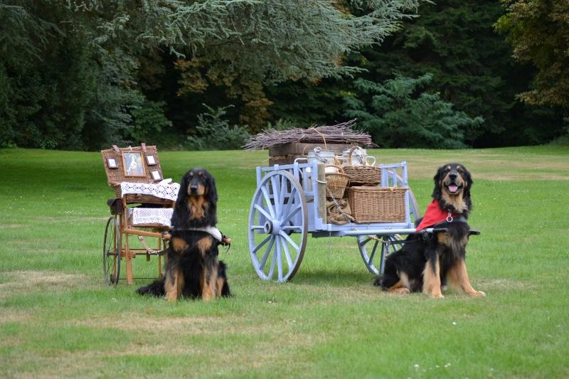 Concours d’attelages canins au Château de Villesavin