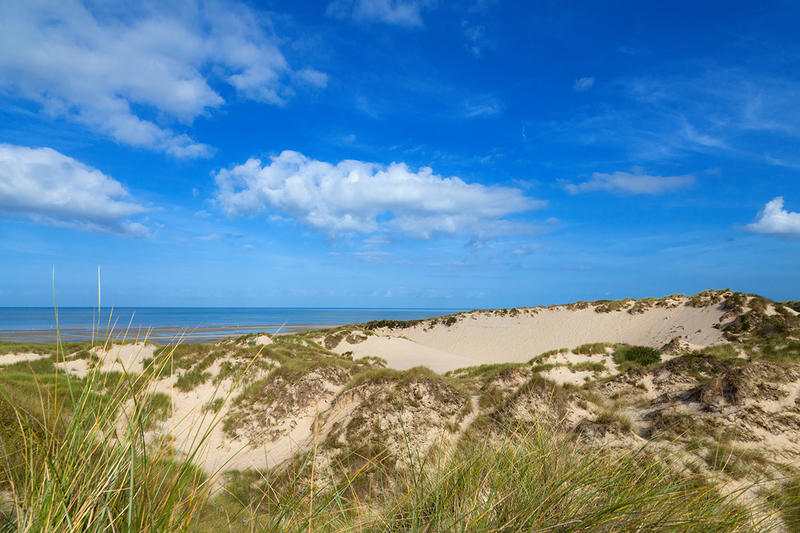 Dunes de Mayville – Faune et flore dunaire