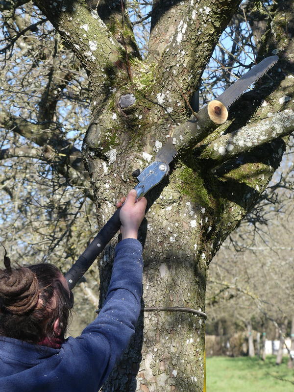 Tailler pour mieux fruiter