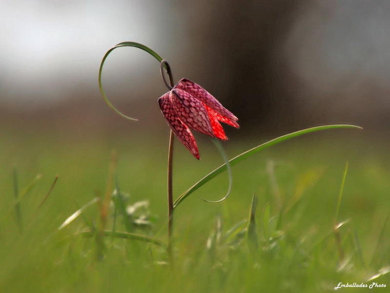 Balade photographique "Les goganes des boires de Drain"
