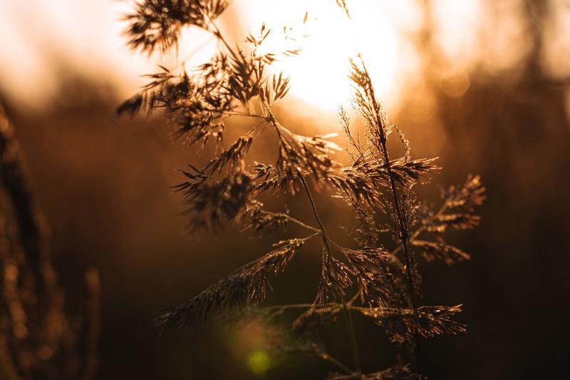 Exposition : perception végétale