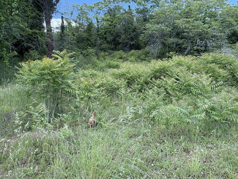 Terrain constructible - 1 958 m²