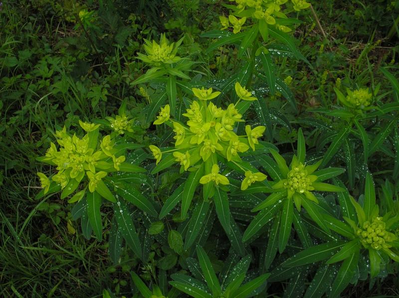 Sortie nature Cpie Pays Basque : "Balade jusqu'aux sources de la Bidouze"