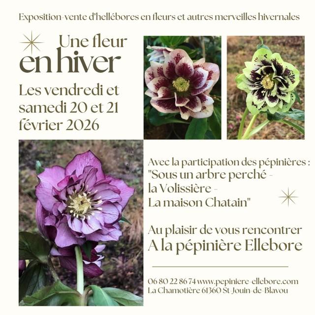 Exposition-vente d'hellébores en fleurs et autres merveilles hivernales
