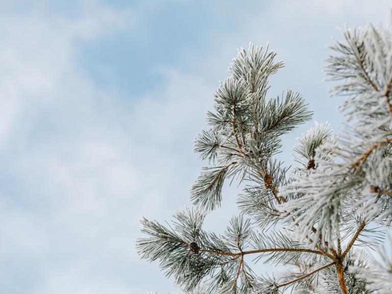 Programme du mois de février au Gdar