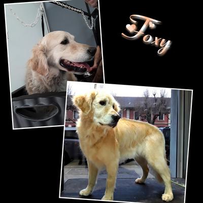 Diamond's Toilettage